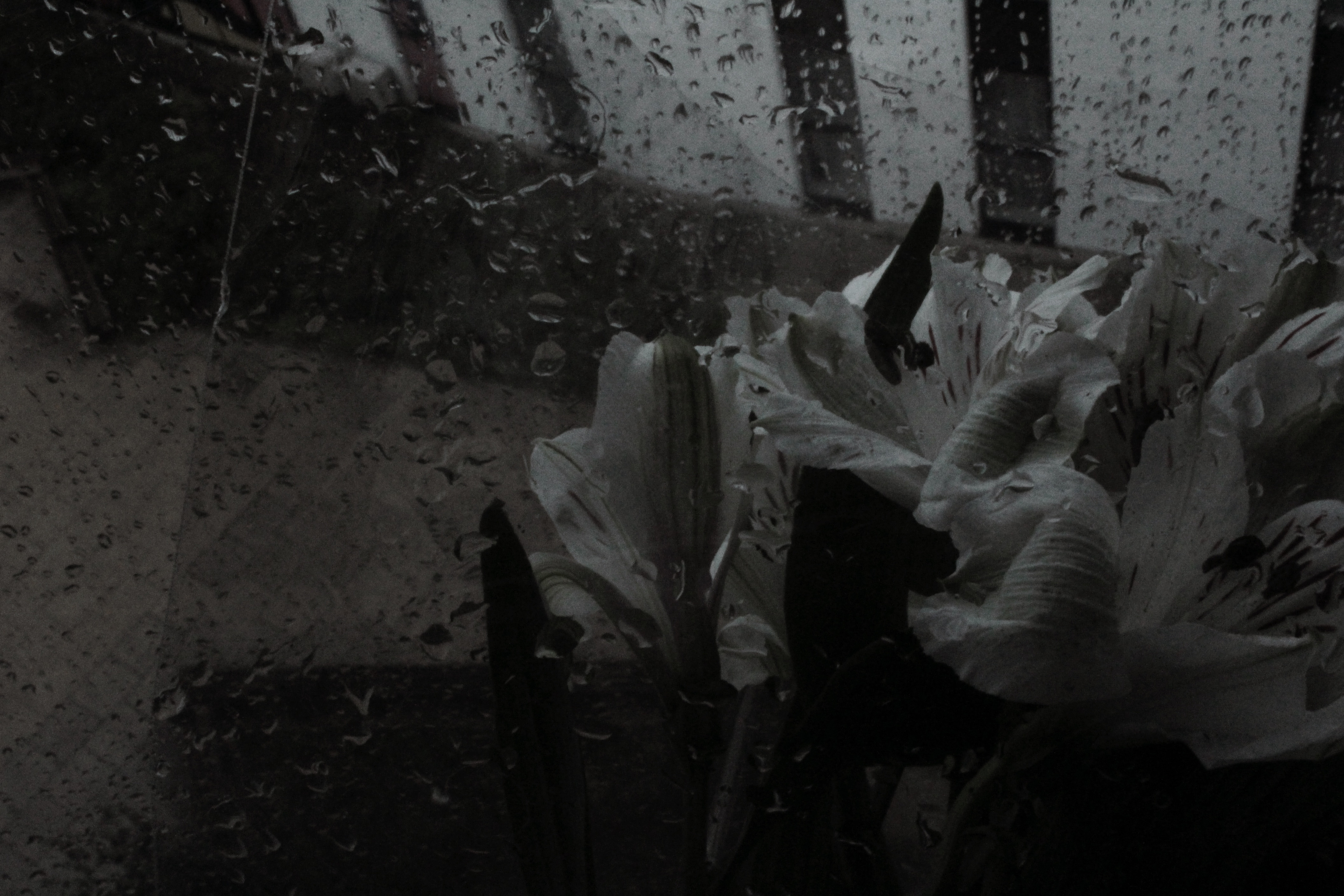 17/09/2023 photograph 3 — 英国爱丁堡 · 2023年