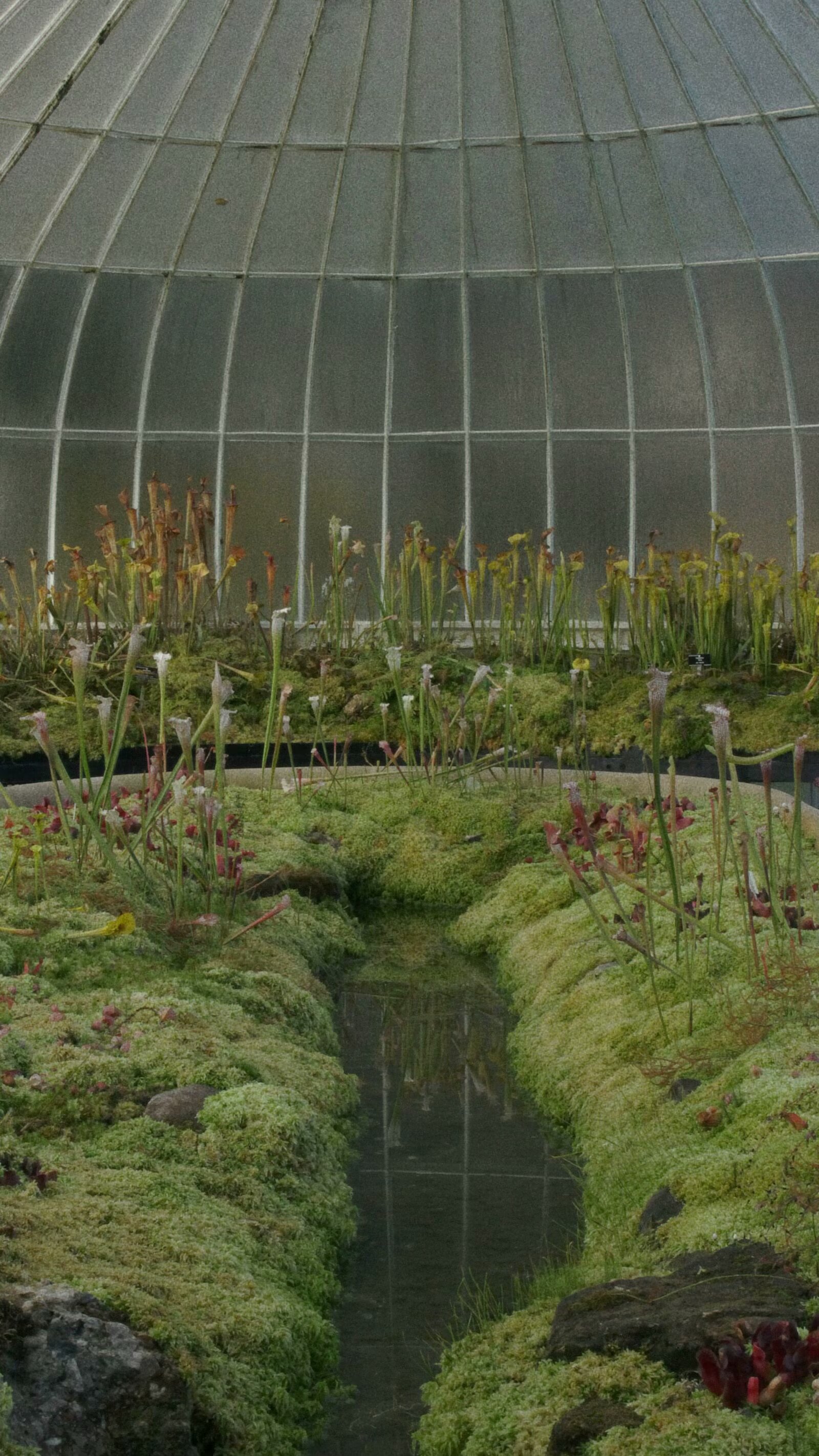 铁与蕨 — 英国 · 格拉斯哥