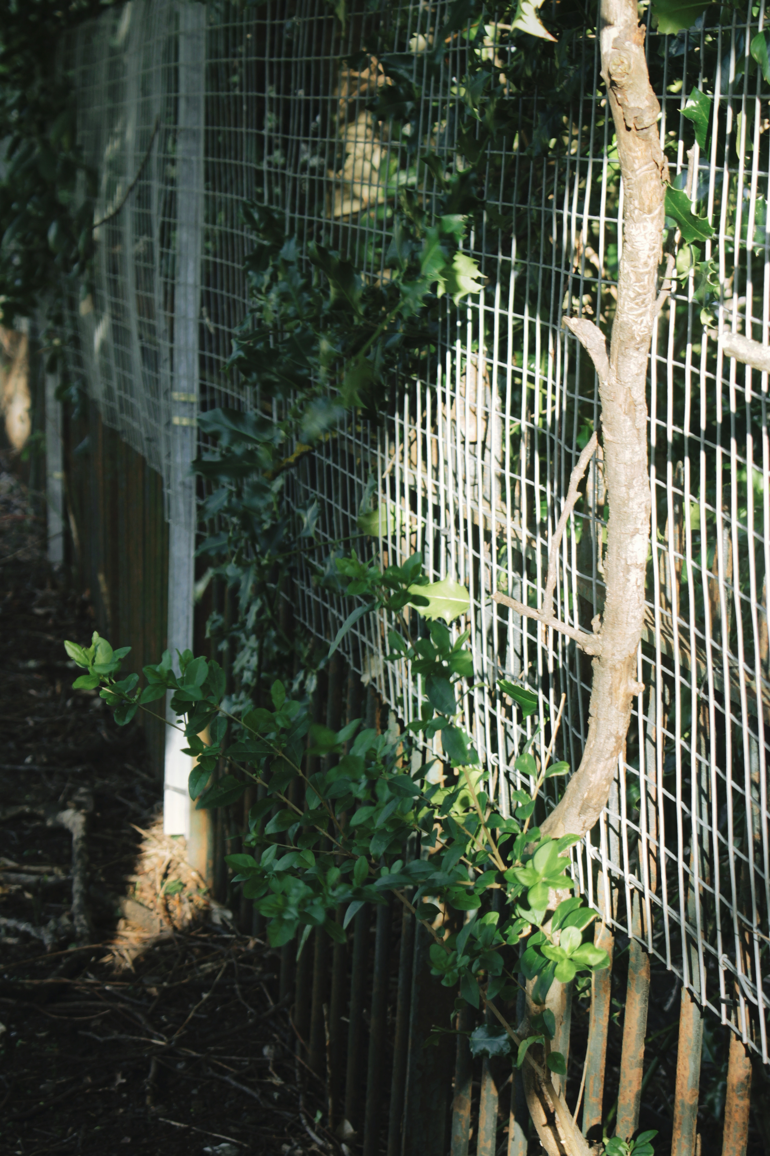 20/04/2024 photograph 10 — 英国爱丁堡 · 2024年