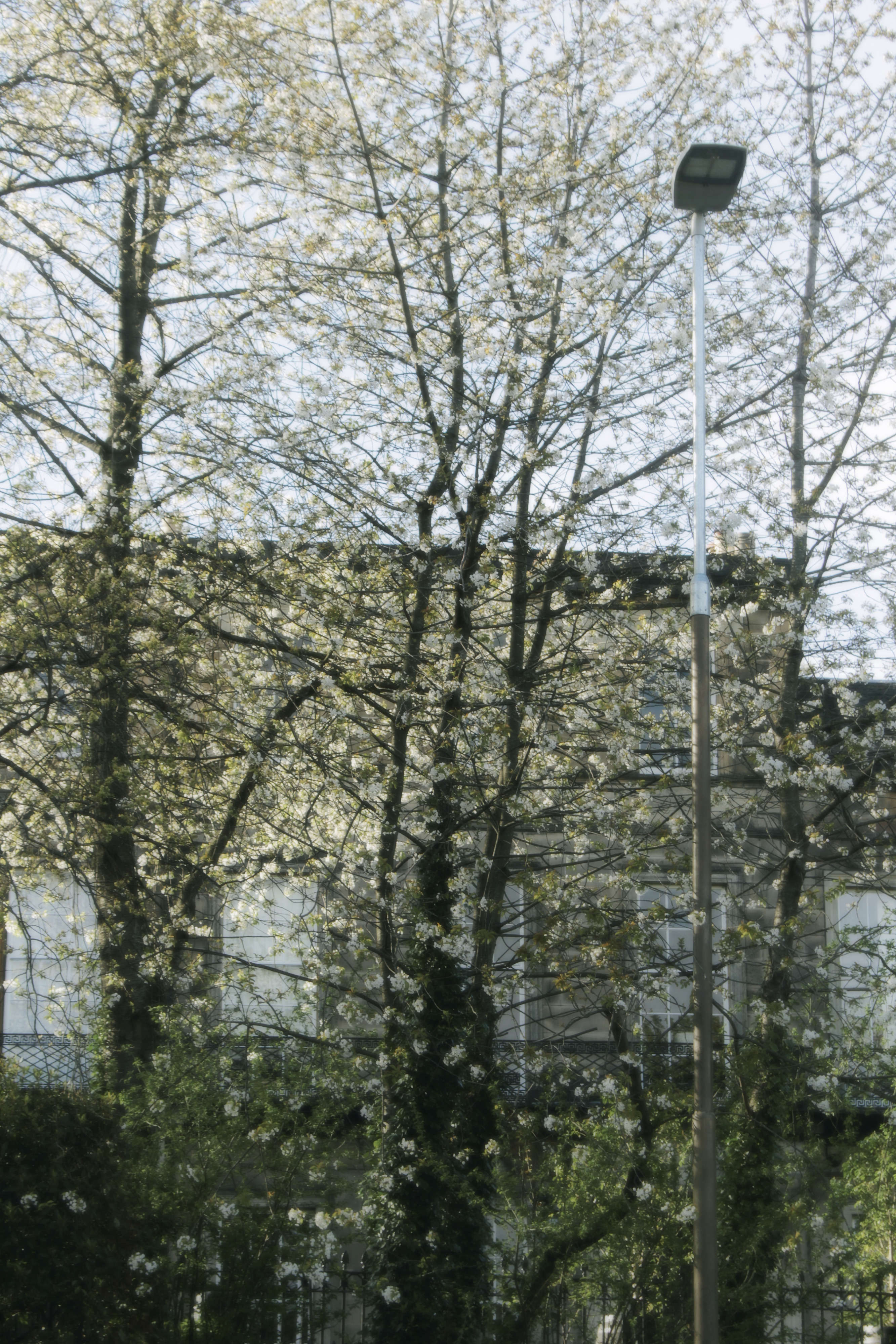 20/04/2024 photograph 2 — 英国爱丁堡 · 2024年