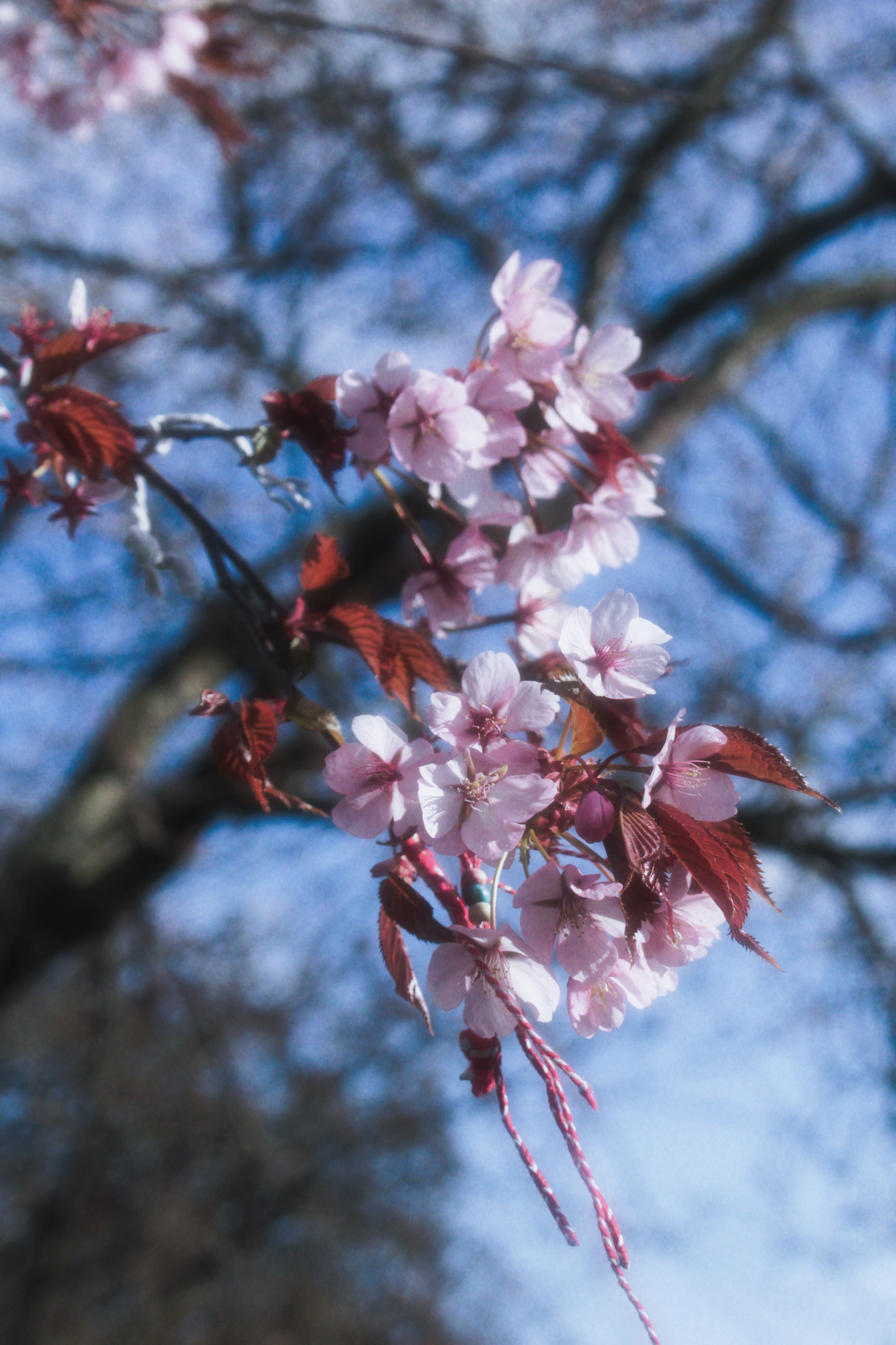 05/04/2025 - Memories of you photograph 2 — 英国爱丁堡 · 2025年