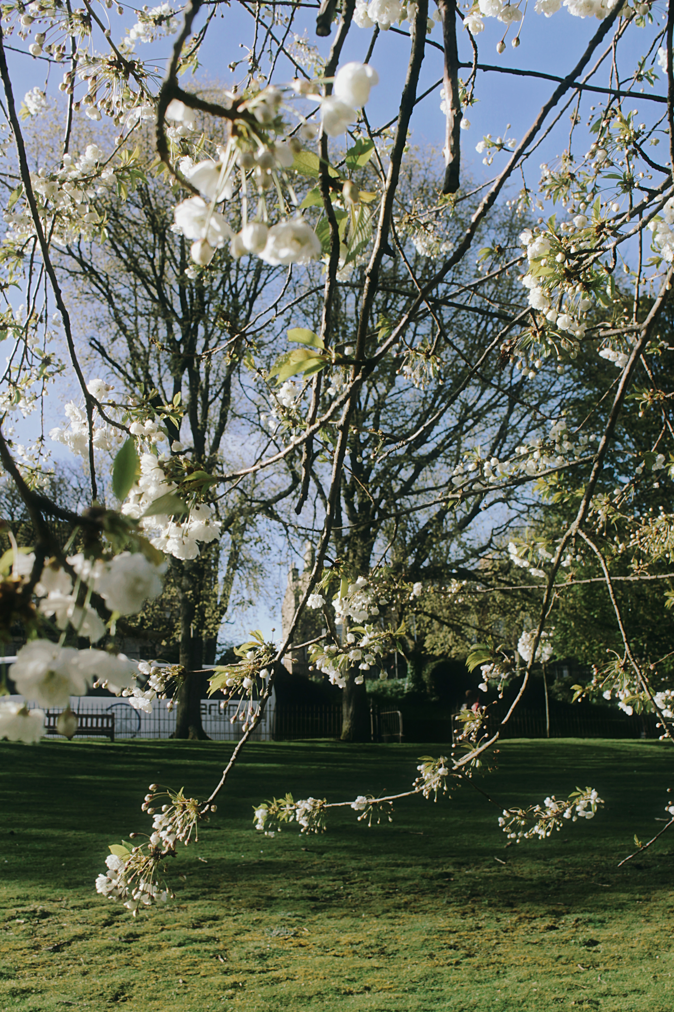 20/04/2024 photograph 13 — 英国爱丁堡 · 2024年