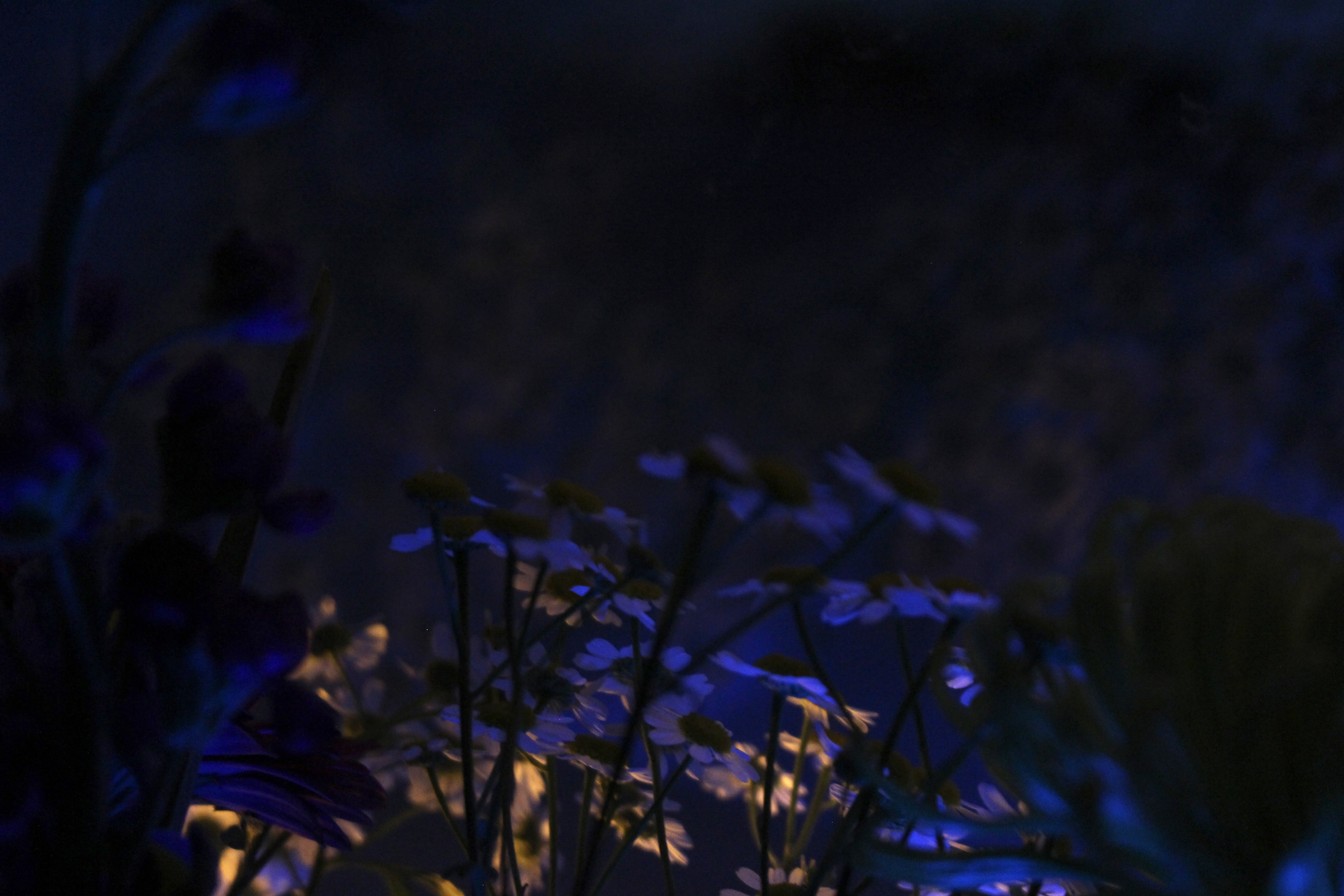 01/06/2022 photograph 5 — 英国奥斯沃斯特里 · 2022年