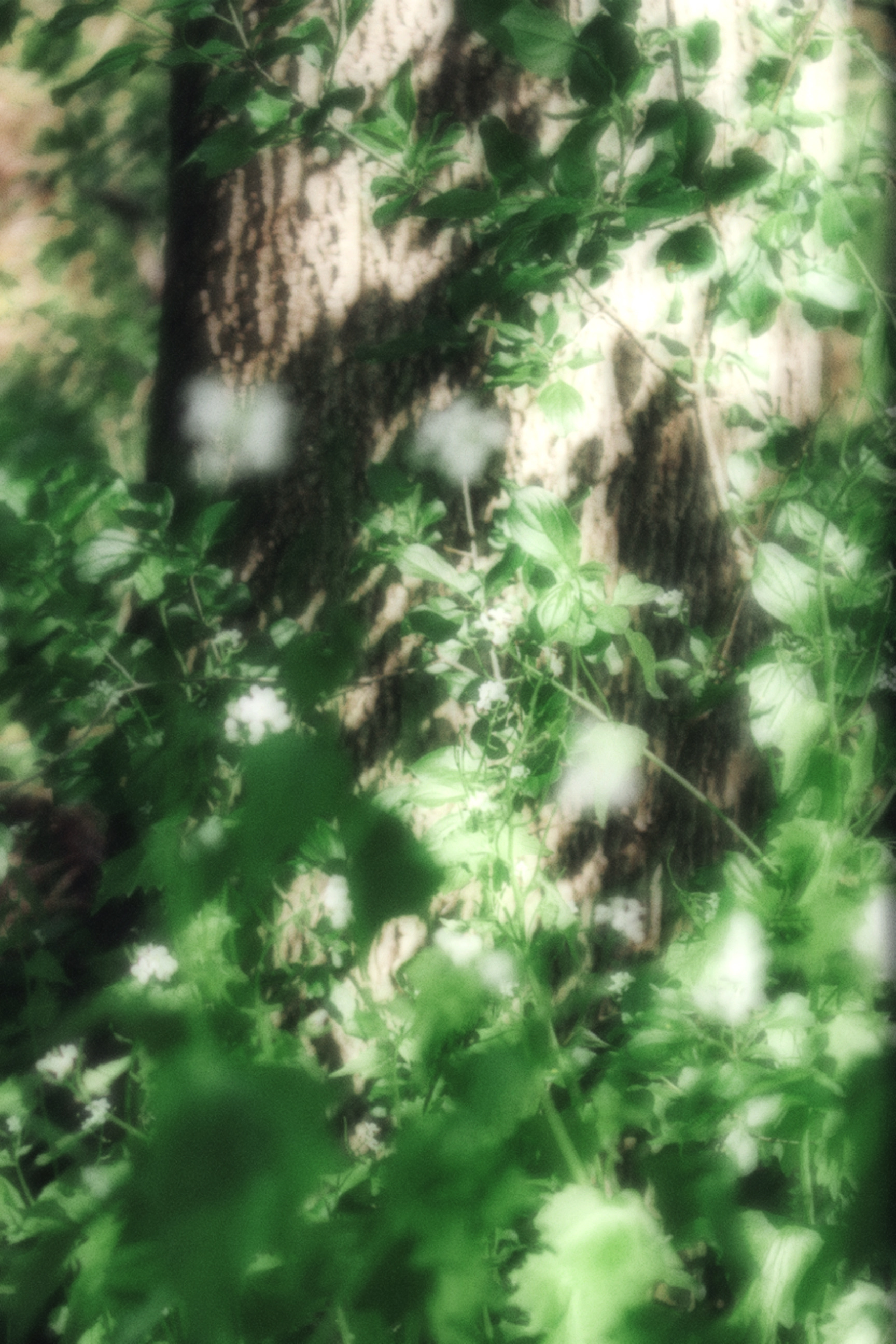 16/05/2026 photograph 4 — 美国伊萨卡 · 2026年